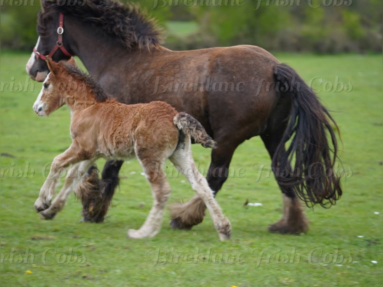 Tinker Wallach Fohlen (01/2026) 153 cm  in kerry