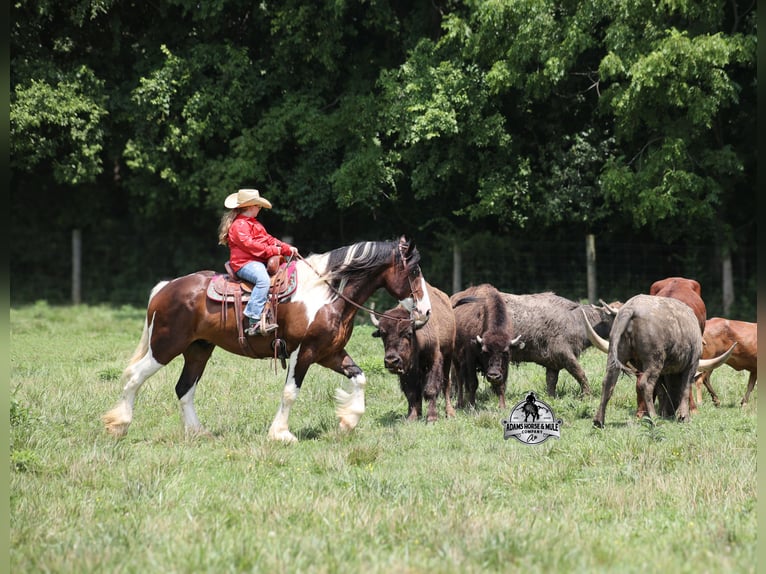 Tinker Wallach Fohlen (01/2026) 163 cm Tobiano-alle-Farben in Mount Vernon