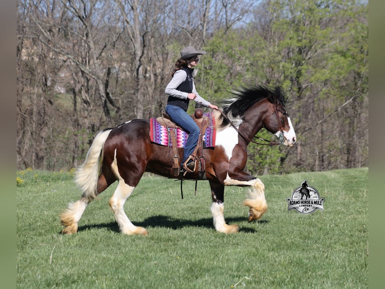 Tinker Wallach Fohlen (01/2026) 163 cm Tobiano-alle-Farben in Mount Vernon