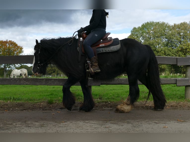 Tinker Yegua 10 años 137 cm Negro in Lathen