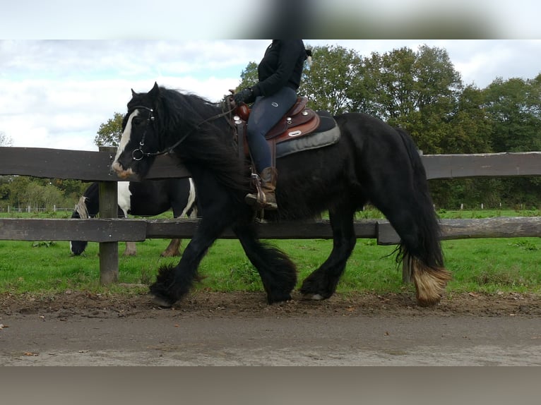 Tinker Yegua 10 años 137 cm Negro in Lathen