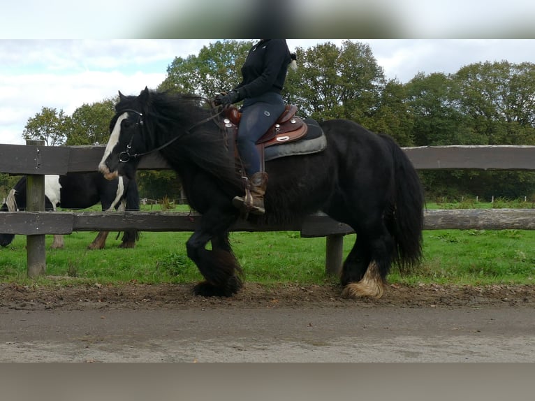 Tinker Yegua 10 años 137 cm Negro in Lathen