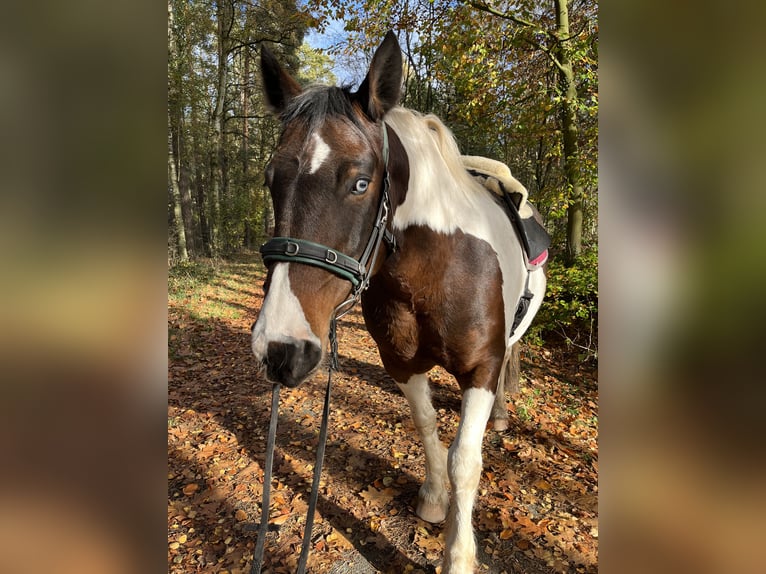 Tinker Mestizo Yegua 10 años 155 cm Pío in Espelkamp