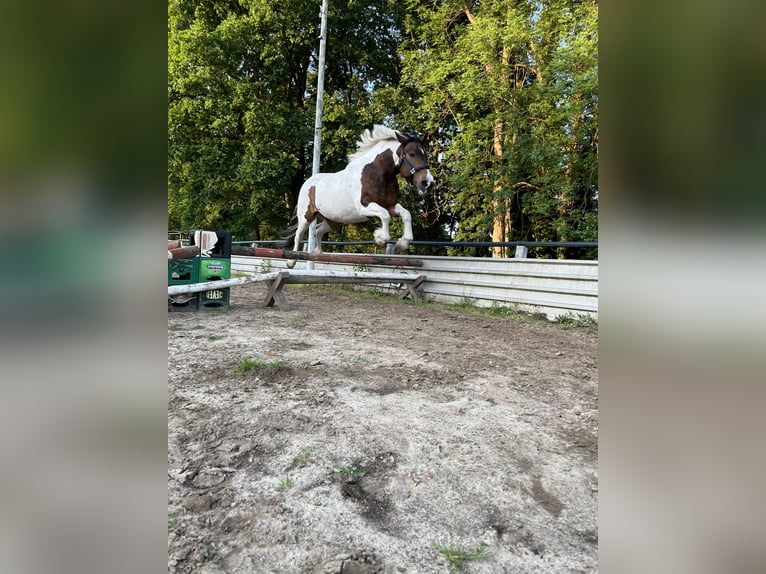 Tinker Mestizo Yegua 10 años 155 cm Pío in Espelkamp