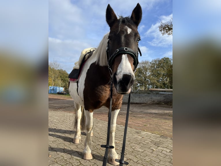 Tinker Mestizo Yegua 10 años 155 cm Pío in Espelkamp