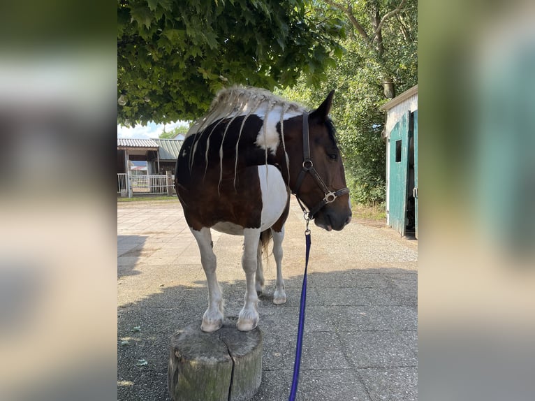 Tinker Mestizo Yegua 10 años 155 cm Pío in Espelkamp