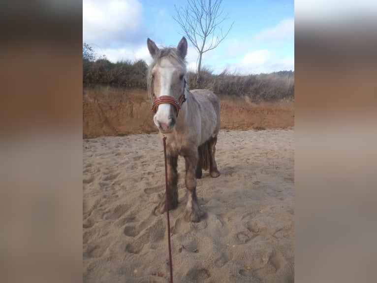 Tinker Yegua 10 años 158 cm Palomino in Gastern