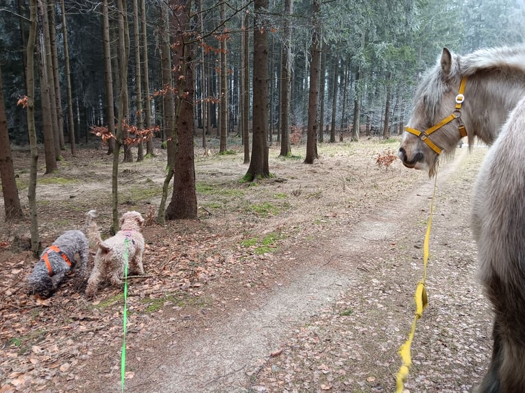 Tinker Yegua 10 años 158 cm Palomino in Wiesmaden