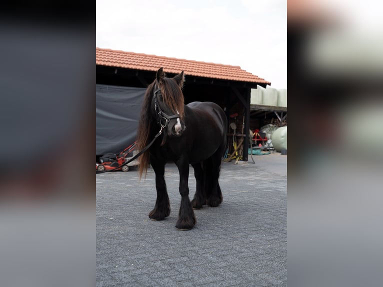 Tinker Yegua 11 años 130 cm Castaño oscuro in Onstwedde