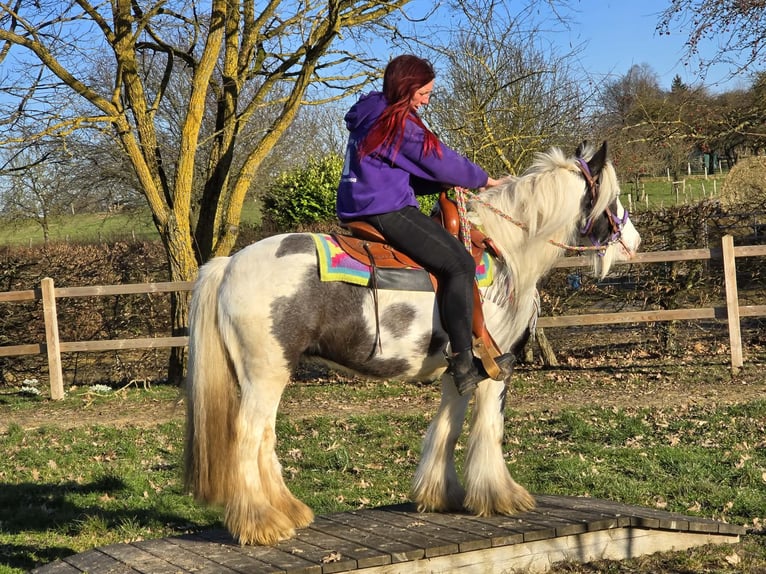 Tinker Yegua 11 años 140 cm Pío in Linkenbach