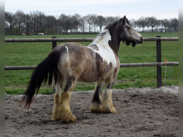 Tinker Yegua 11 años 142 cm Buckskin/Bayo in Oldeholtwolde