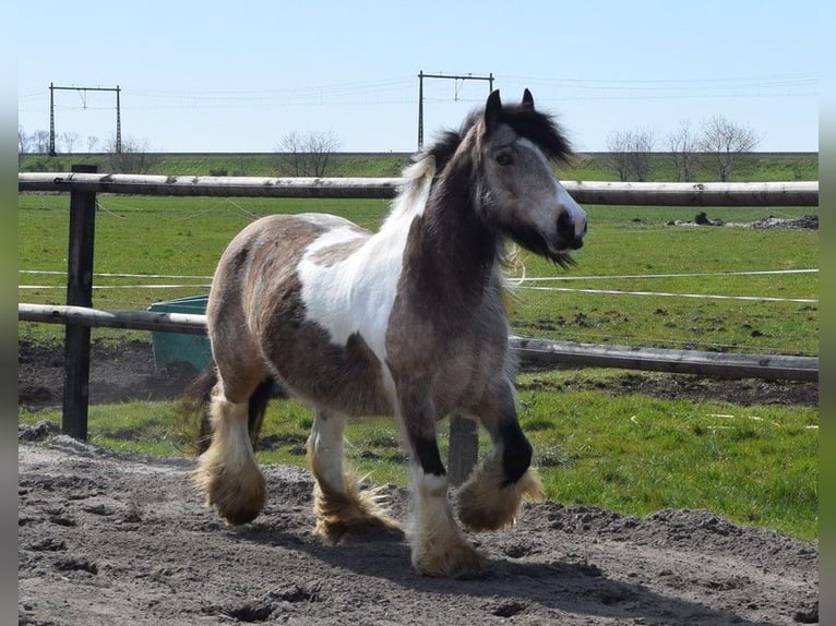 Tinker Yegua 11 años 142 cm Buckskin/Bayo in Oldeholtwolde