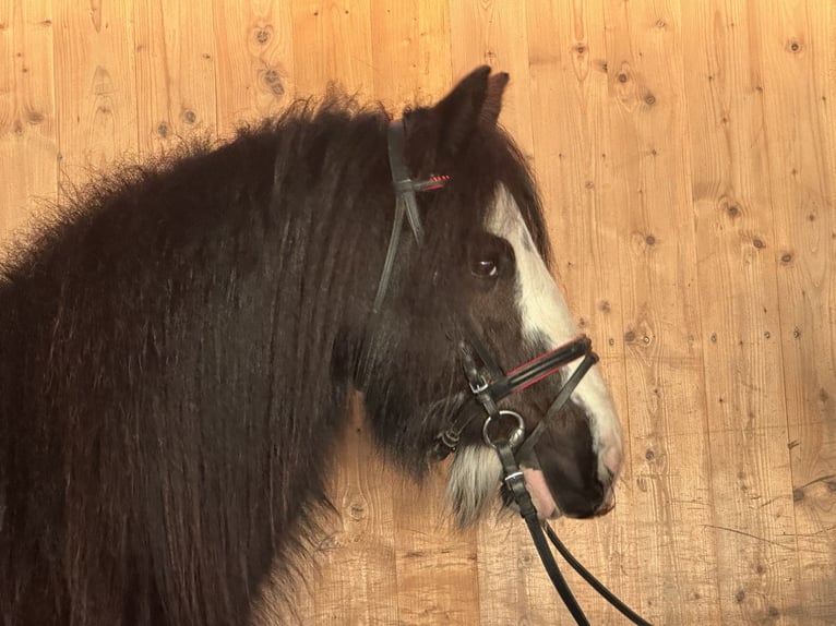 Tinker Yegua 11 años 142 cm Negro in Riedlingen