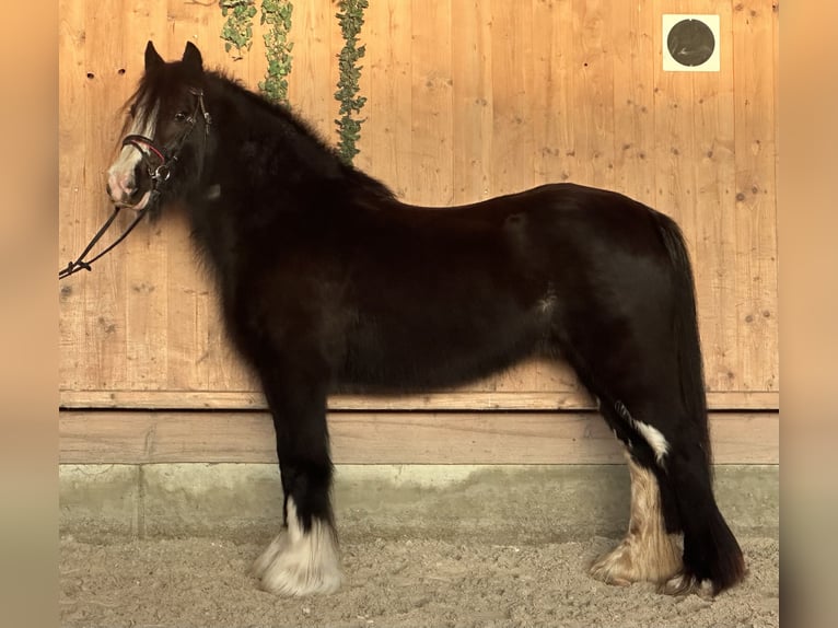 Tinker Yegua 11 años 142 cm Negro in Riedlingen