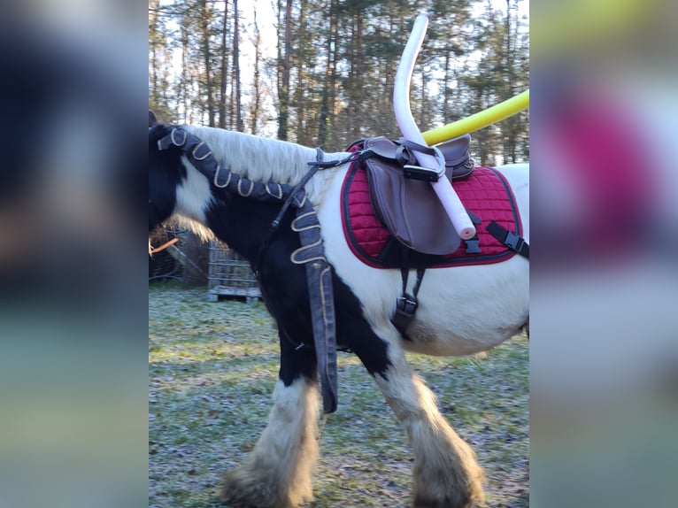 Tinker Yegua 11 años 143 cm Pío in Heiligengrabe