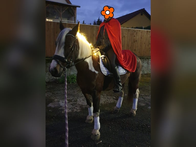 Tinker Mestizo Yegua 11 años 145 cm Tobiano-todas las-capas in Biedesheim