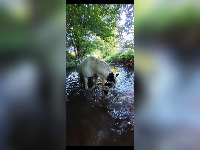 Tinker Yegua 11 años 148 cm in Hammelburg