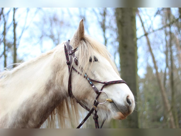 Tinker Mestizo Yegua 11 años 166 cm White/Blanco in Vlotho