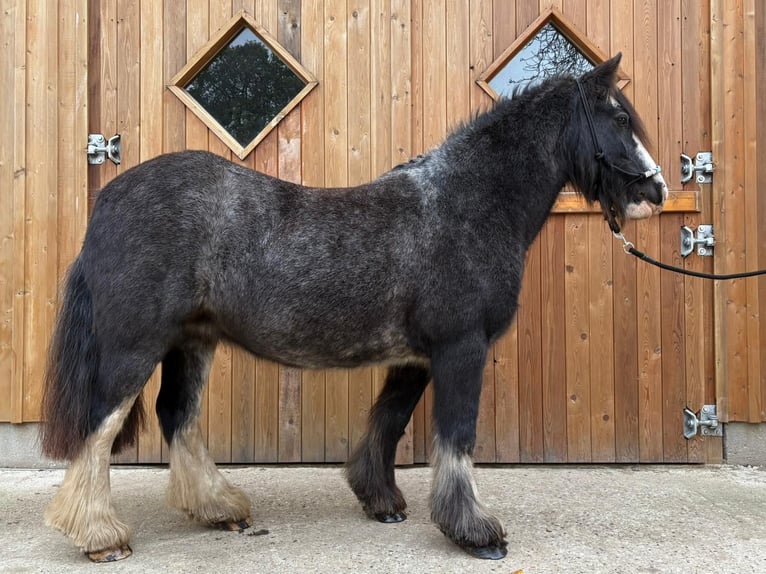 Tinker Yegua 12 años 138 cm Ruano azulado in Eggermühlen