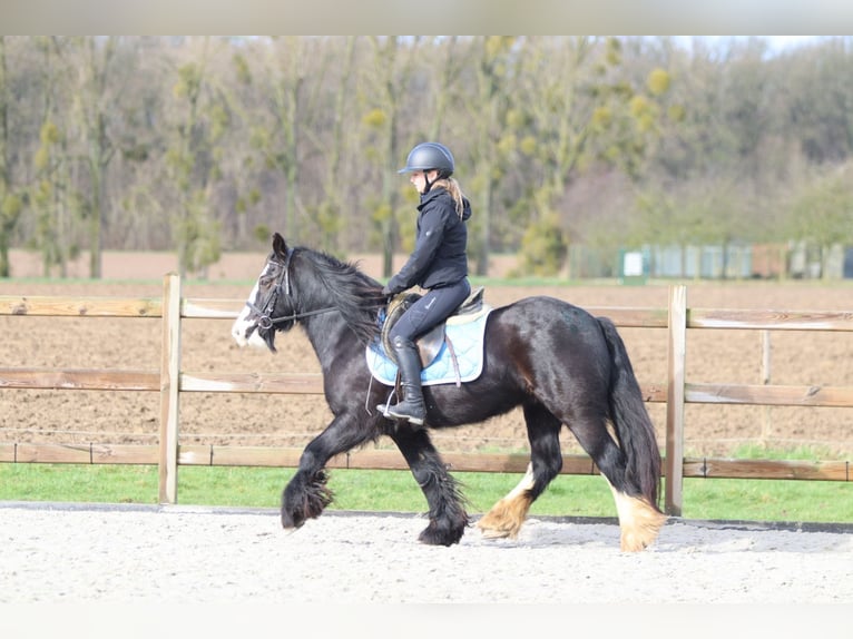Tinker Yegua 12 años 142 cm Negro in Pepingen