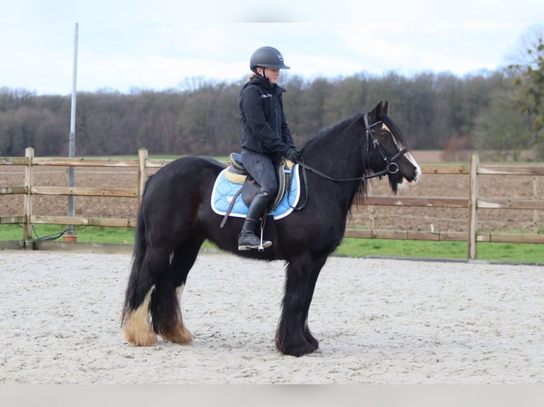 Tinker Yegua 12 años 142 cm Negro in Pepingen