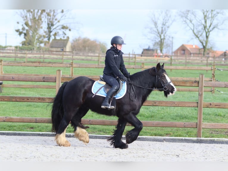 Tinker Yegua 12 años 142 cm Negro in Pepingen