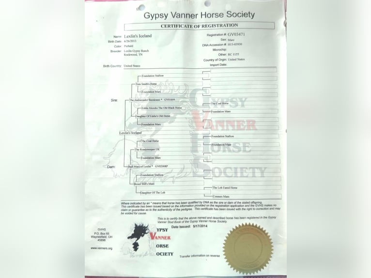 Tinker Yegua 12 años 145 cm Tobiano-todas las-capas in Santa Fe, TN