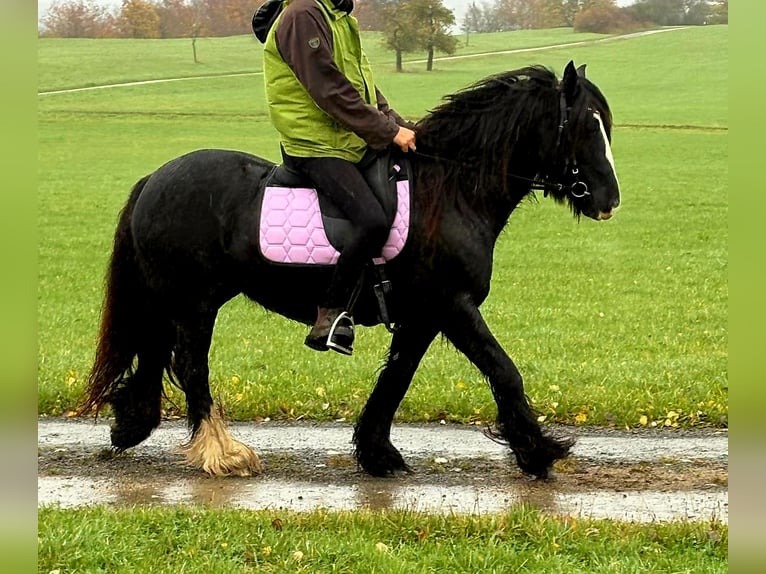 Tinker Yegua 12 años 146 cm Negro in Blankenheim