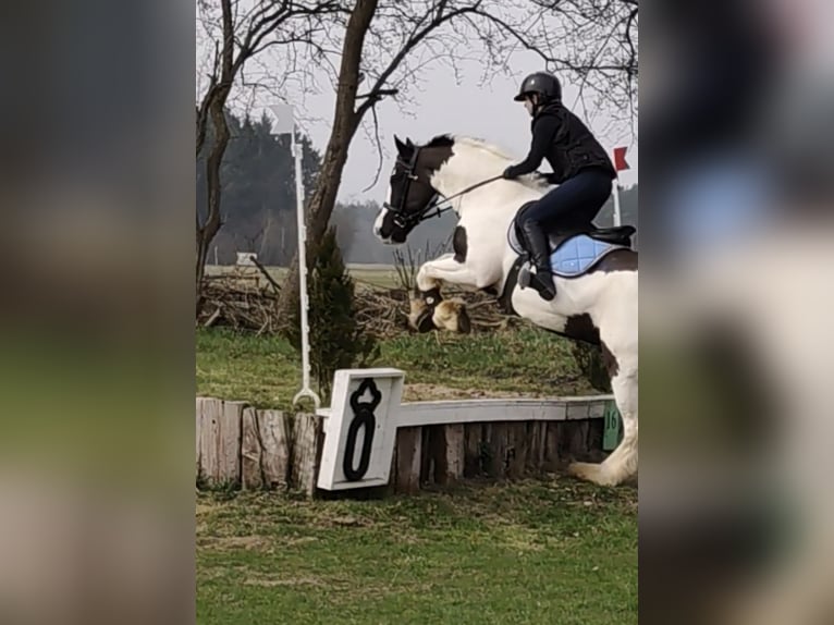 Tinker Yegua 12 años 147 cm Pío in Moorweg