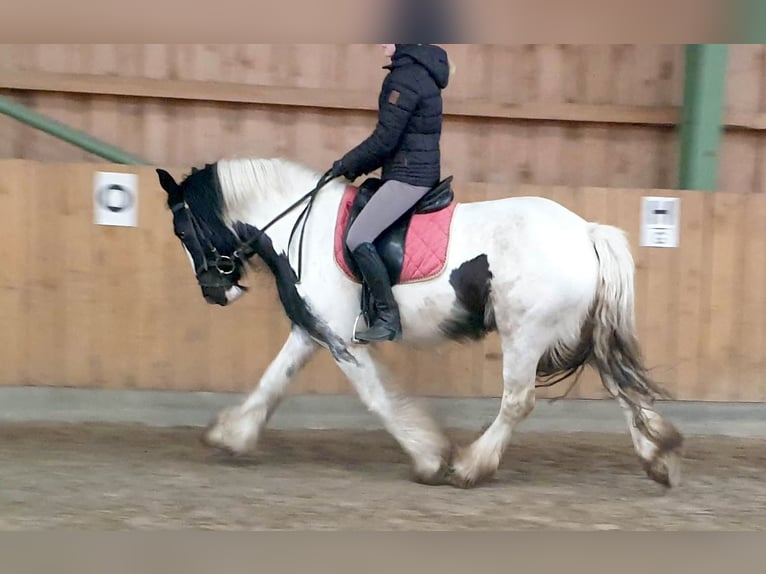 Tinker Yegua 12 años 152 cm Pío in Dötlingen