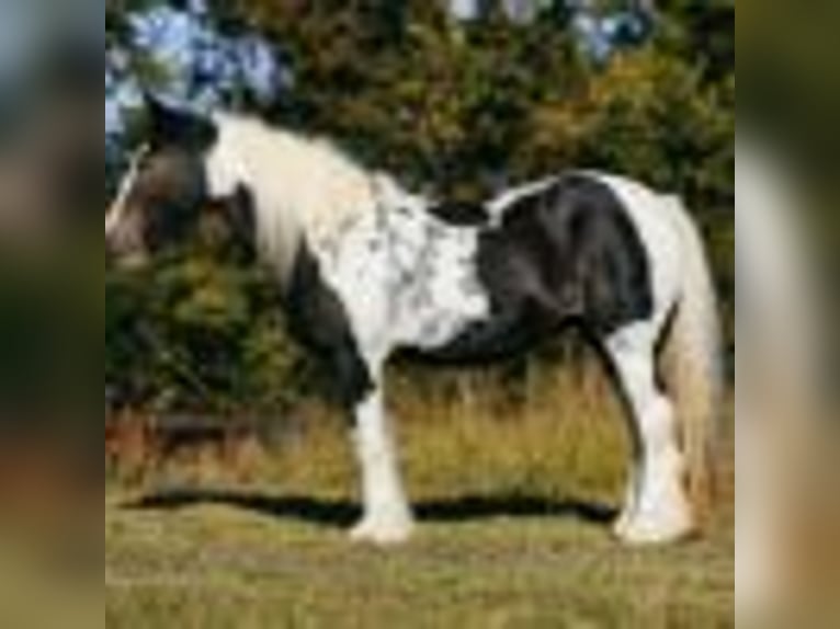 Tinker Yegua 12 años Tobiano-todas las-capas in Petersburg TN