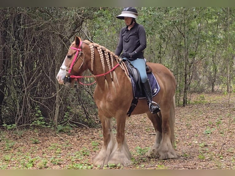 Tinker Yegua 13 años 150 cm Alazán-tostado in Weirsdale