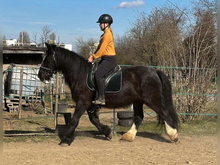 Tinker Yegua 15 años 140 cm Negro in Wei&#xDF;enthurm