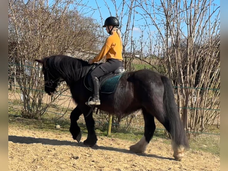 Tinker Yegua 15 años 140 cm Negro in Wei&#xDF;enthurm