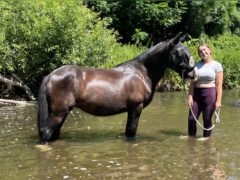Tinker Yegua 15 años 140 cm Negro in Wei&#xDF;enthurm