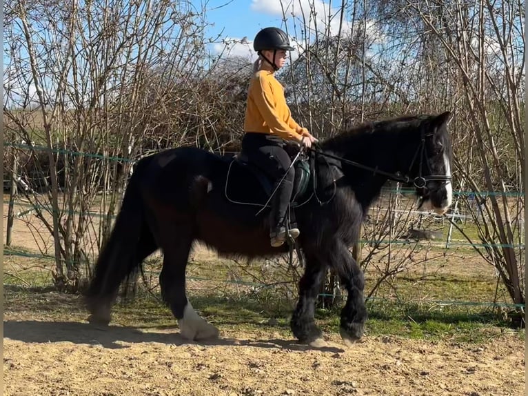 Tinker Yegua 15 años 140 cm Negro in Wei&#xDF;enthurm