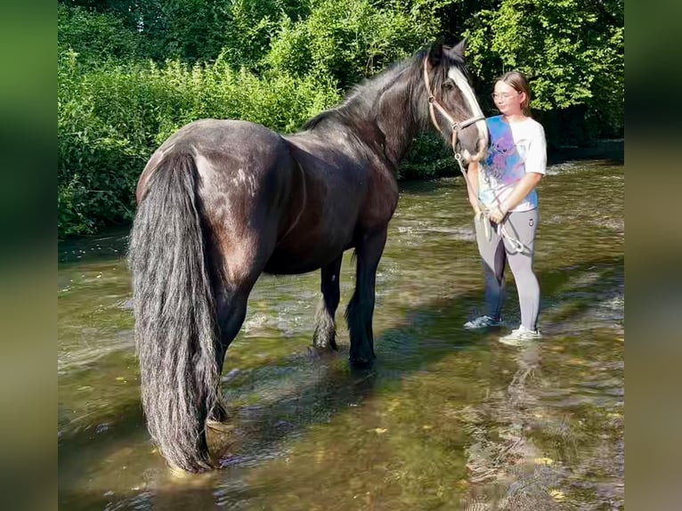 Tinker Yegua 15 años 140 cm Negro in Wei&#xDF;enthurm