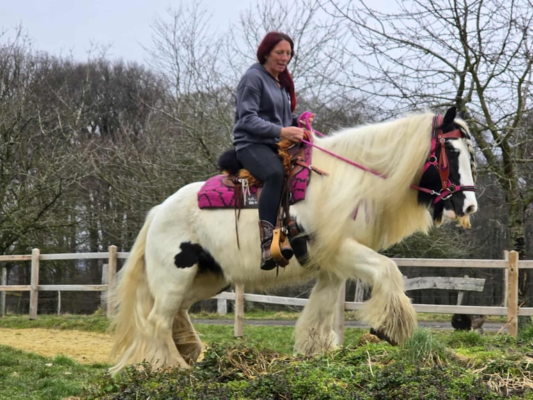 Tinker Yegua 15 años 146 cm Pío in Linkenbach