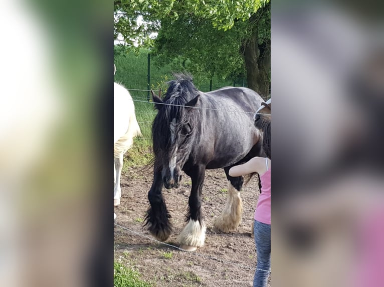 Tinker Yegua 15 años 150 cm Negro in Bad Hersfeld