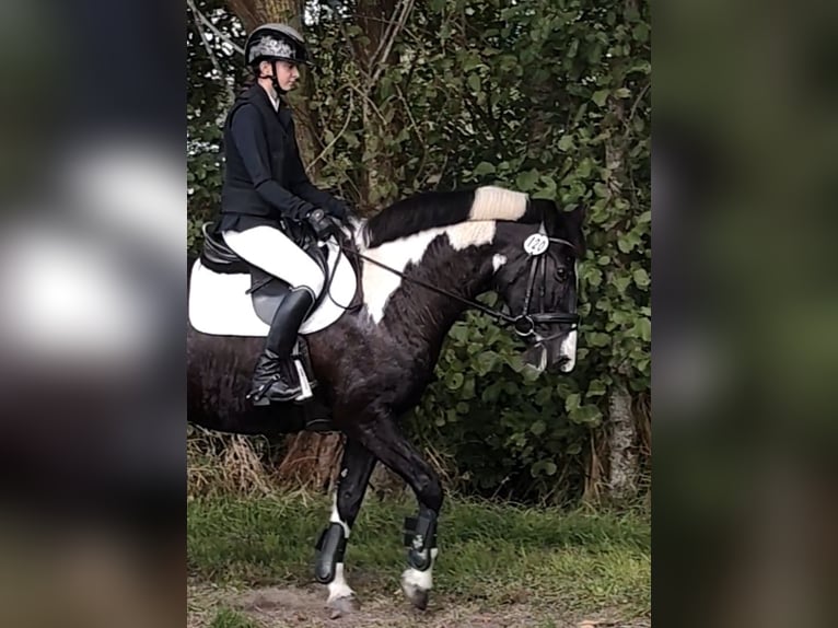 Tinker Mestizo Yegua 15 años 151 cm Pío in Moorweg