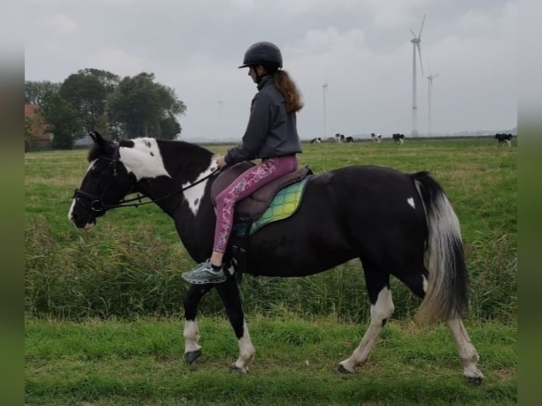 Tinker Mestizo Yegua 15 años 151 cm Pío in Moorweg