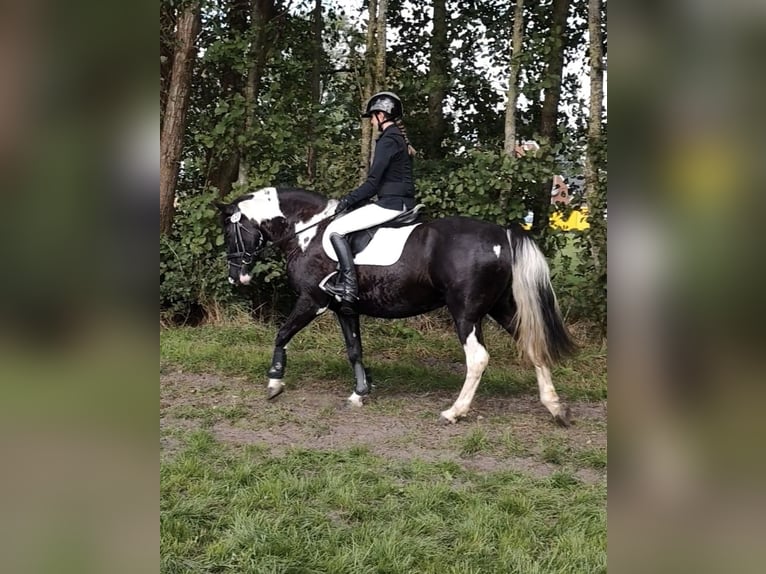 Tinker Mestizo Yegua 15 años 151 cm Pío in Moorweg