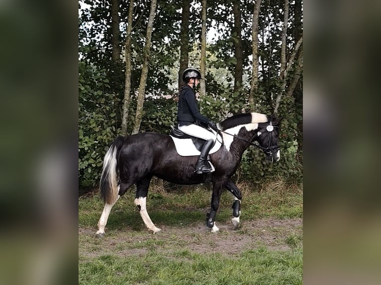 Tinker Mestizo Yegua 15 años 151 cm Pío in Moorweg