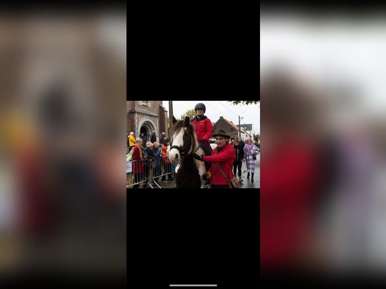 Tinker Yegua 15 años 155 cm in Sint-kruis-winkel