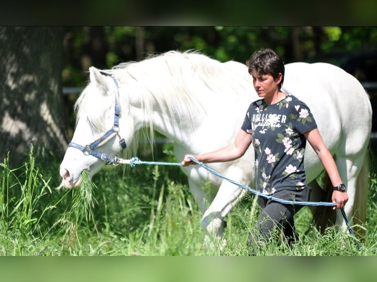 Tinker Mestizo Yegua 15 años White/Blanco in Oberursel