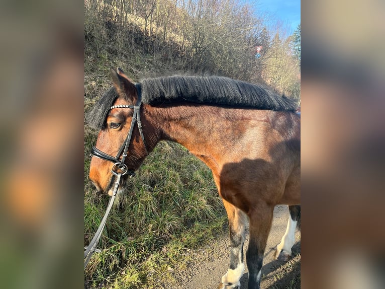 Tinker Yegua 16 años 140 cm Castaño in Helmstadt-Bargen