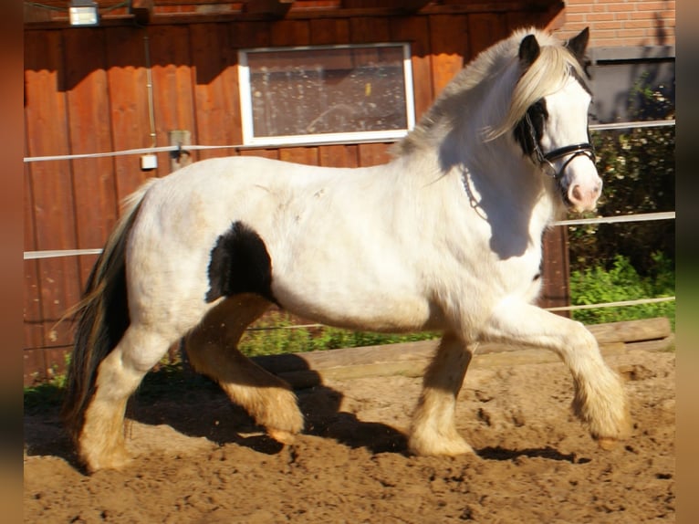 Tinker Yegua 16 años 147 cm Pío in Velpke