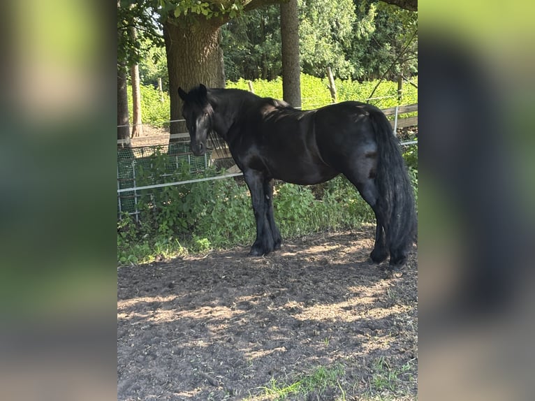 Tinker Yegua 17 años 142 cm Negro in Norderstedt