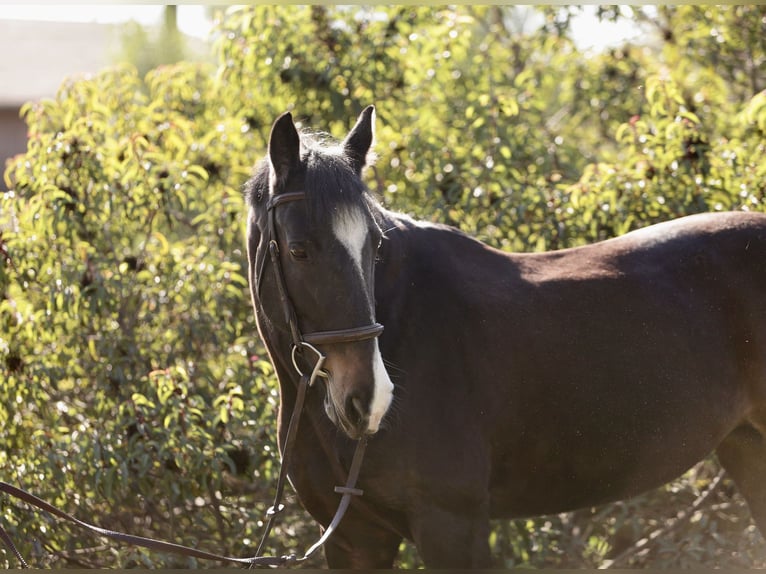 Tinker Mestizo Yegua 17 años 152 cm Castaño oscuro in South Pasadena, California