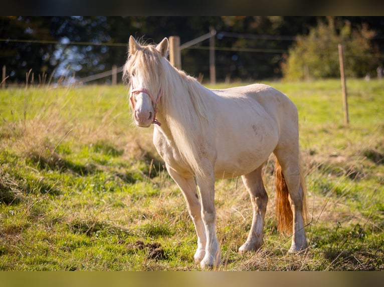 Tinker Mestizo Yegua 19 años 128 cm Cremello in Much